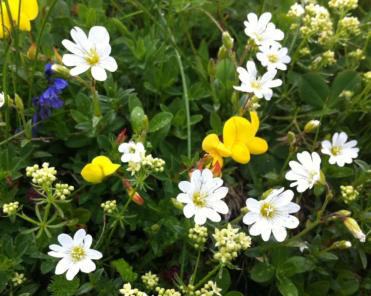 Eine Blumenwiese. Schön.